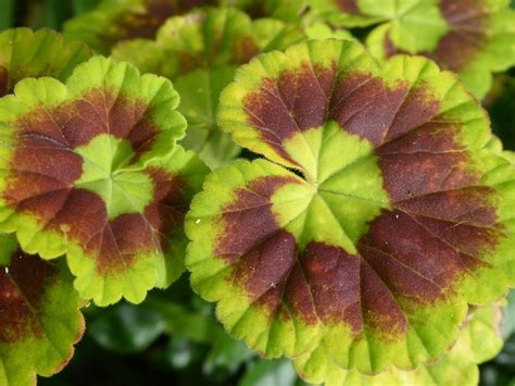 1920x1200 wallpaper | green and purple plant | Peakpx