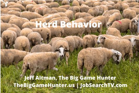 Herd Behavior | CareerAngles.com
