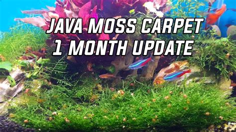 How To Make Java Moss Carpet In Your Fish Tank! (1 Month Update) - YouTube