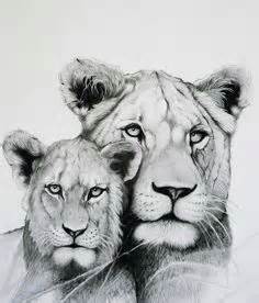 drawings  bill langis ideas   drawings animal drawings