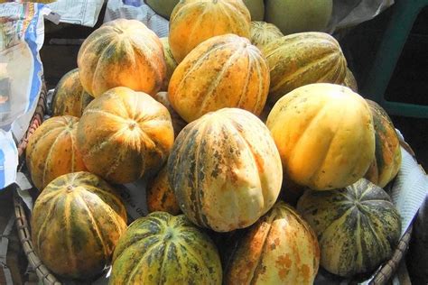 menanam blewah buah populer  menyegarkan