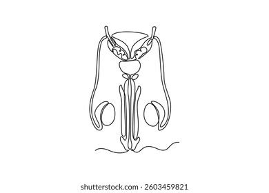 aparato reproductor masculino interno  dibujar