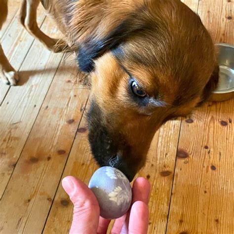 Futterfragen: Eier für Hunde? | hund.info