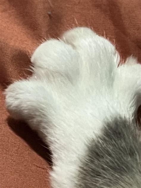 Discover more like Cat: Need advice for blind cat with dental issues