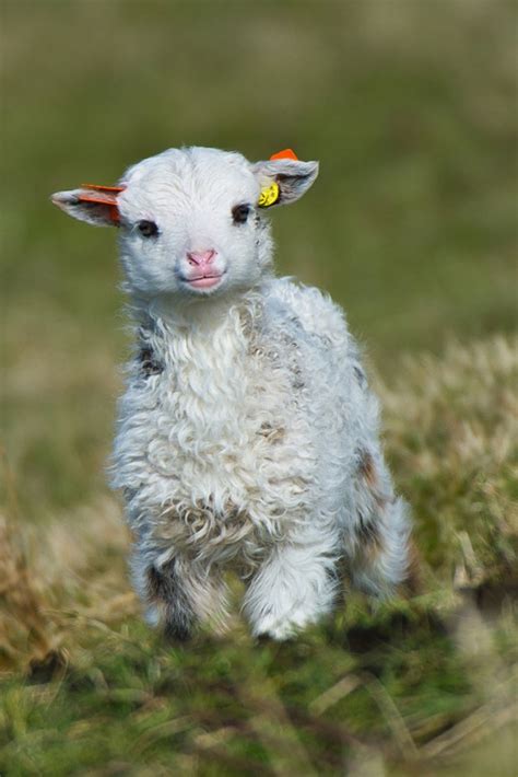 25 of the Aww-some and Cutest Baby Animal Pictures You’ll Find Online