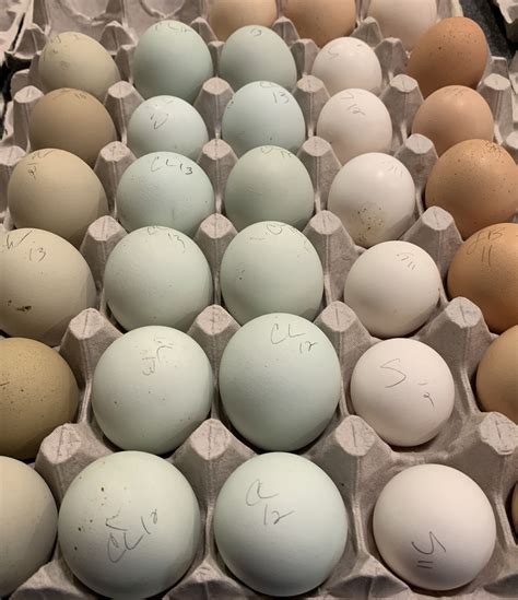 cream legbar egg color 6