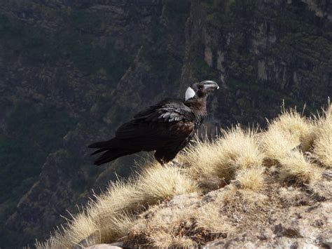 Thick Billed Raven Background HD Wallpapers 80535 - Baltana