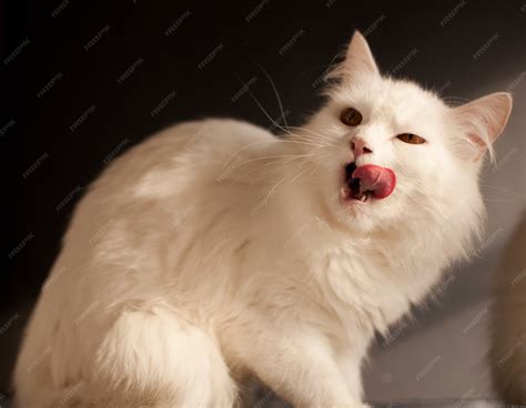 premium photo white kitty