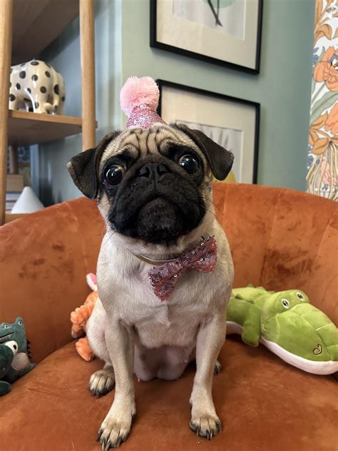 happy birthday pugs 2