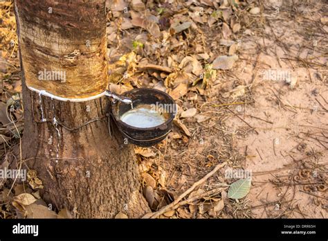 rubber tree sap  res stock photography  images alamy