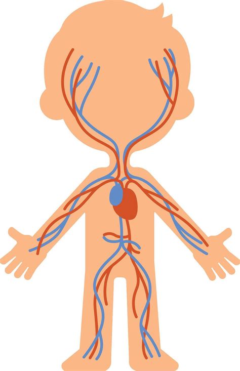 médico ilustración demostración oxigenado sangre de viaje mediante