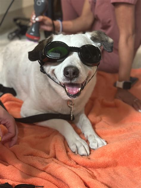 Detroit Dover Animal Hospital | Westlake OH