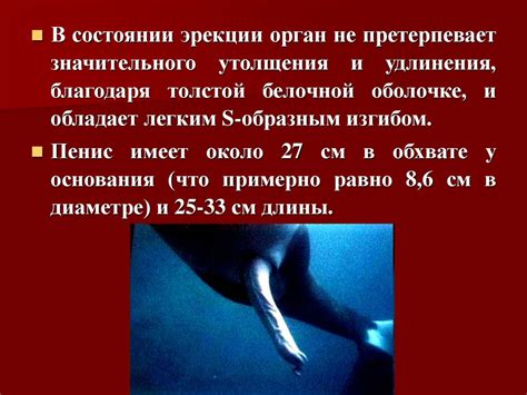 Акушерская физиология. Анатомия и физиология половых органов самцов ...