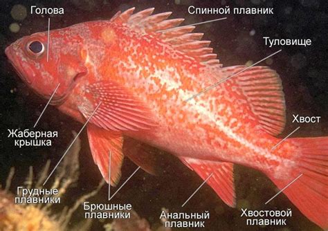 Северный морской окунь (71 фото) - красивые фото и картинки pofoto.club