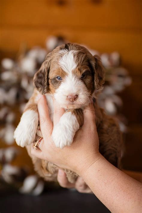 Bernese Mountain Dog Poodle Mix