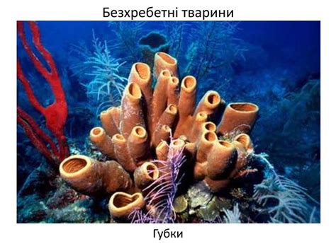 Тип Губки - презентация онлайн