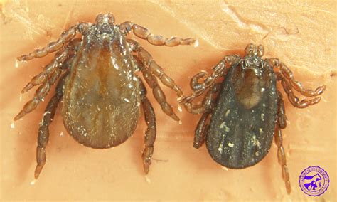 Common Ticks on Horses — National Equine Tick Survey