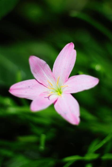 Blossom Zephyranthes Lily, Rain Lily, Fairy Lily, Little Witches