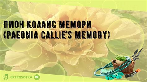 Пион Коллис Мемори (Paeonia Callie’s Memory) - YouTube