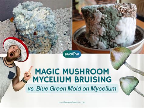 How Do I Get Rid Of Green Mold On Mycelium at Sammy Parra blog