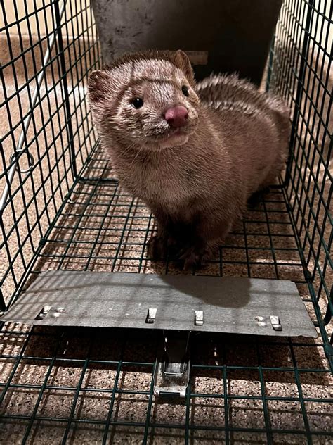 Mink missing from Pa. fur farm now believed in the hundreds, not