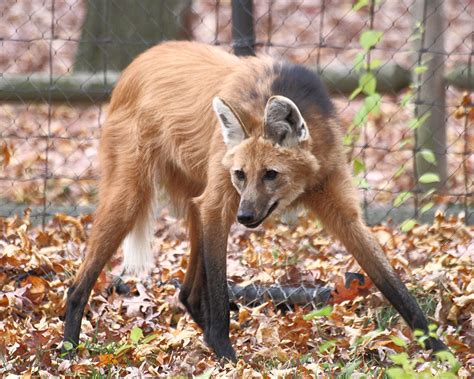 Maned Wolf: A Fox On Stilts • Lazer Horse