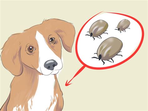 how to treat dog lice at home