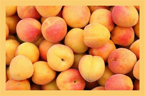 apricot fruit