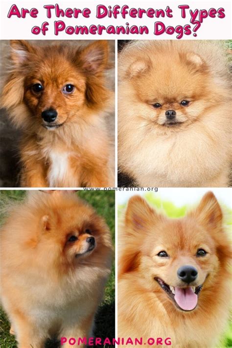 What Kind Of Pomeranian Is Boo