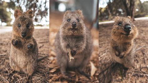 capture  perfect quokka photo tourism australia