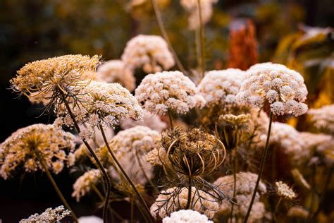 Julia Ann Photos, Download The BEST Free Julia Ann Stock Photos & HD Images