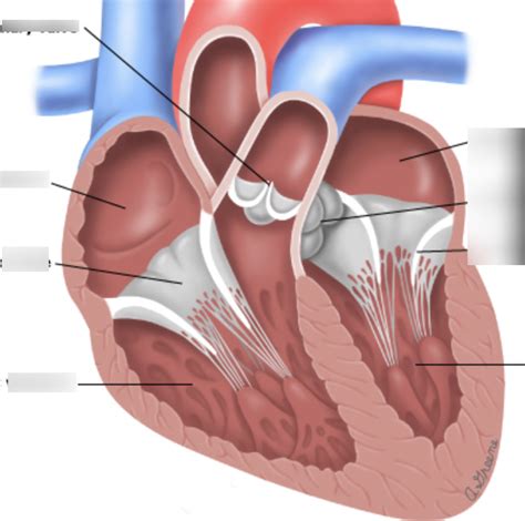 chambers of the heart Diagram | Quizlet