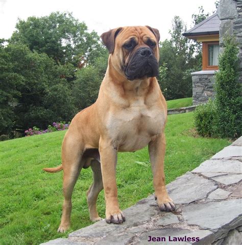 Bull Mastiff Dogs, Mastiff Breeds, Bull Terriers, Terrier Mix, Giant ...