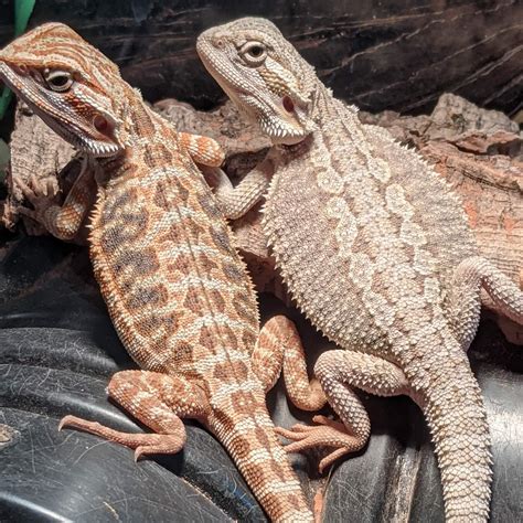 biggest bearded dragon 4