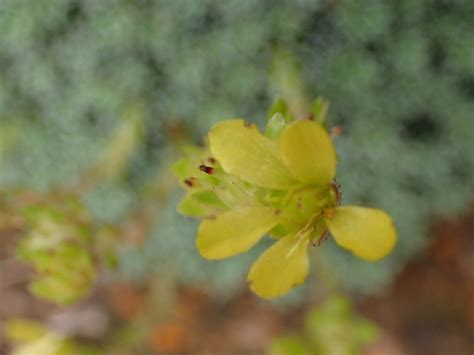 How To Grow Saxifraga aretioides | EarthOne