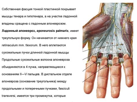 Топографическая анатомия верхней конечности. Запястье, кисть ...