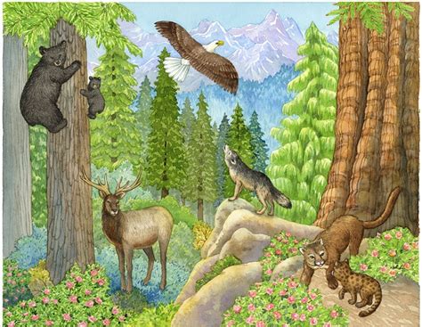 Montessori Materials: Biome Charts - Temperate Coniferous Forest Biome