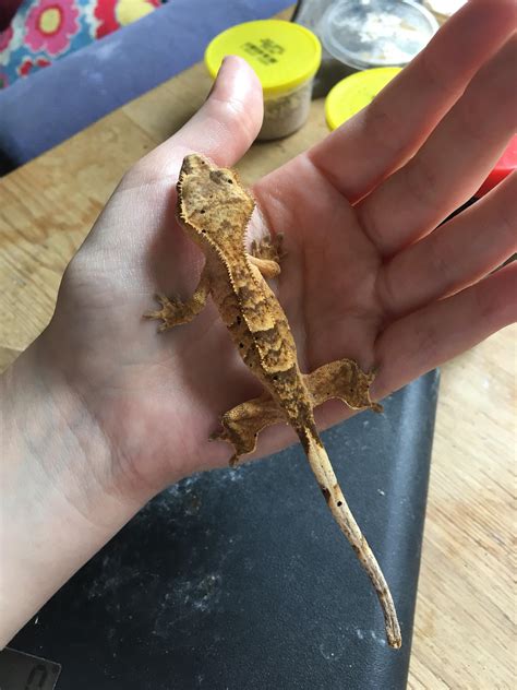 is it normal gecko losing weight without vet 7