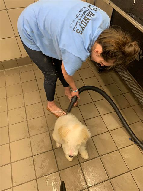 Bandy's Doodles and K-9 Services - “Winnie" has been adopted by the