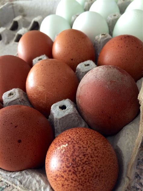 farm fresh eggs nourishing zen