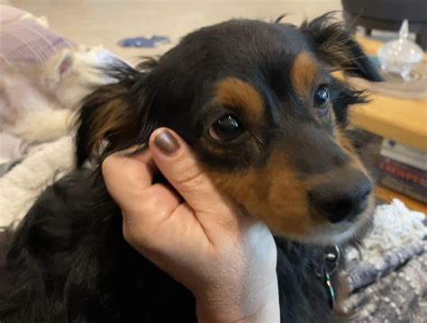 (OC) I’m pet sitting. This guy has a pretty rough background & has been