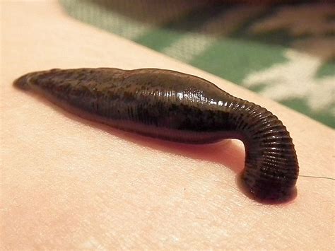 leech simple english wikipedia   encyclopedia