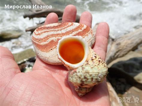 морска раковина от Бодрум в Колекции в гр. Варна - ID25763474 — Bazar.bg