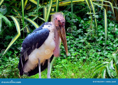 African marabou stork stock image. Image of elmenteita - 87462349