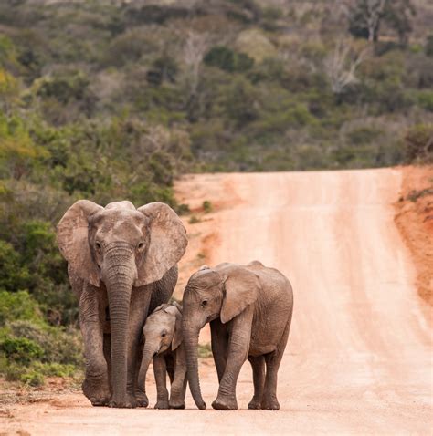 Conserving elephant populations: Not without consultation