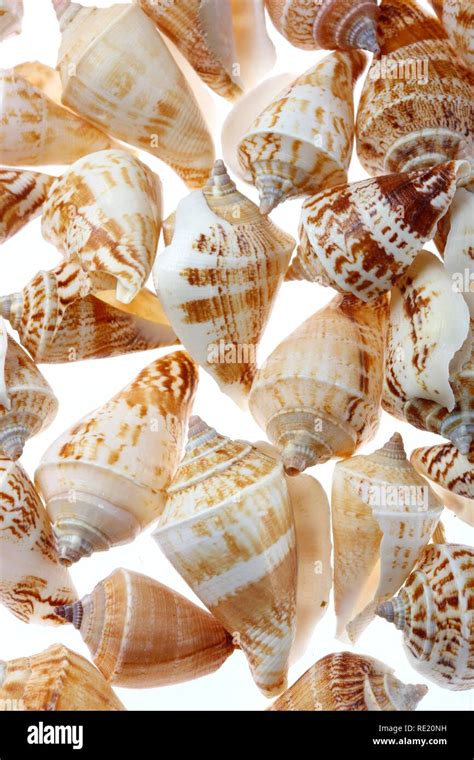 Pictures shells hi-res stock photography and images - Alamy