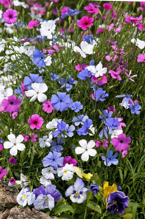 500 Oculata MIXED COLORS VISCARIA (Rose of Heaven / Rose Angel) Silene