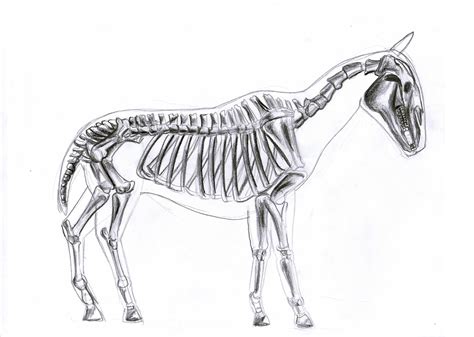 Animal Skeleton Sketch at PaintingValley.com | Explore collection of ...