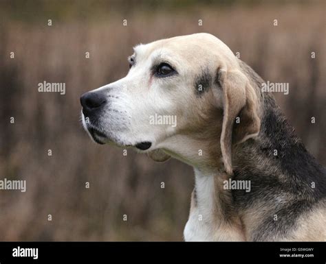 How Long Do Hygen Hound Live