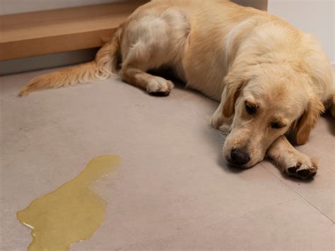 Cachorro Sem Apetite E Vomitando - Cachorro vomitando amarelo: o que a cor pode revelar